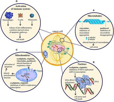 Pathophysiology of Chemotherapy-Induced Peripheral Neuropathy